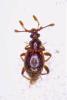 Bryaxis curtisii